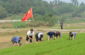 大竹县农业系统开展换位体验田间助耕活动